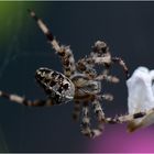 Spinne mit Blütenblatt