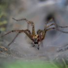 Spinne mit Boxhandschuhen