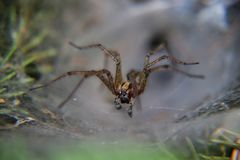 Spinne mit Boxhandschuhen