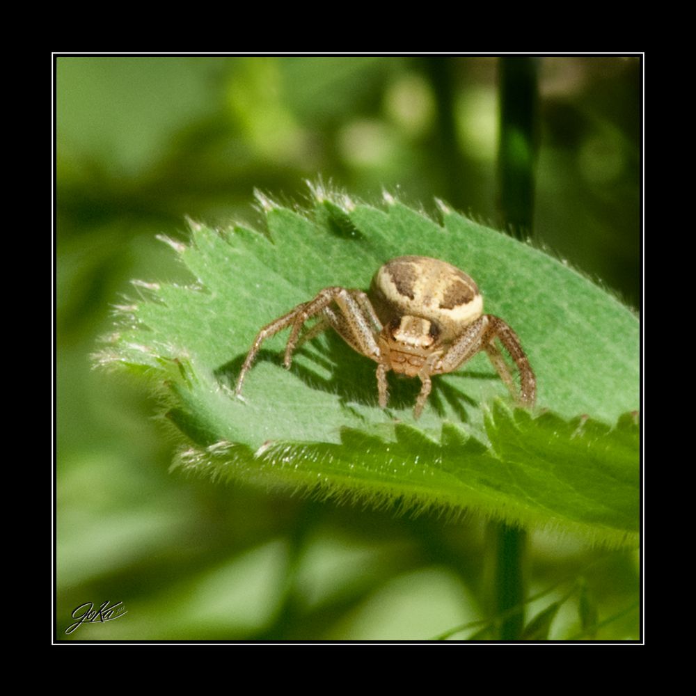 Spinne mit Brille...