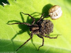 Spinne mit Brötchen :-))