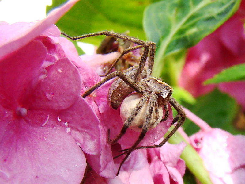 Spinne mit cocoon