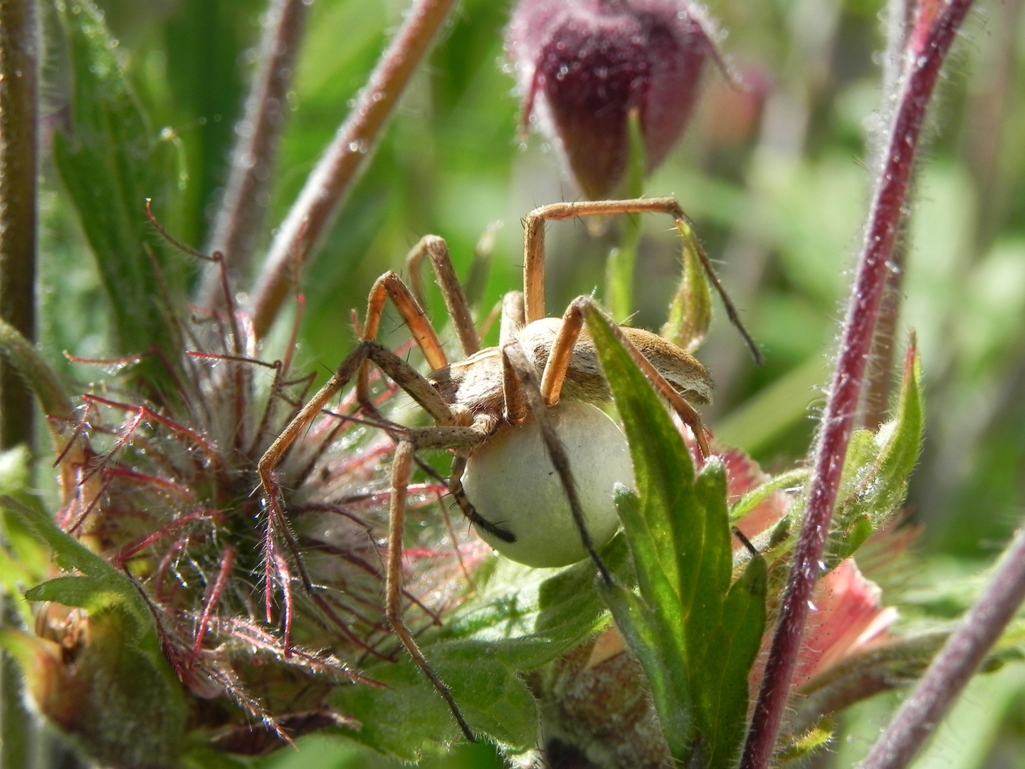 Spinne mit Cocoon