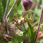 Spinne mit Cocoon