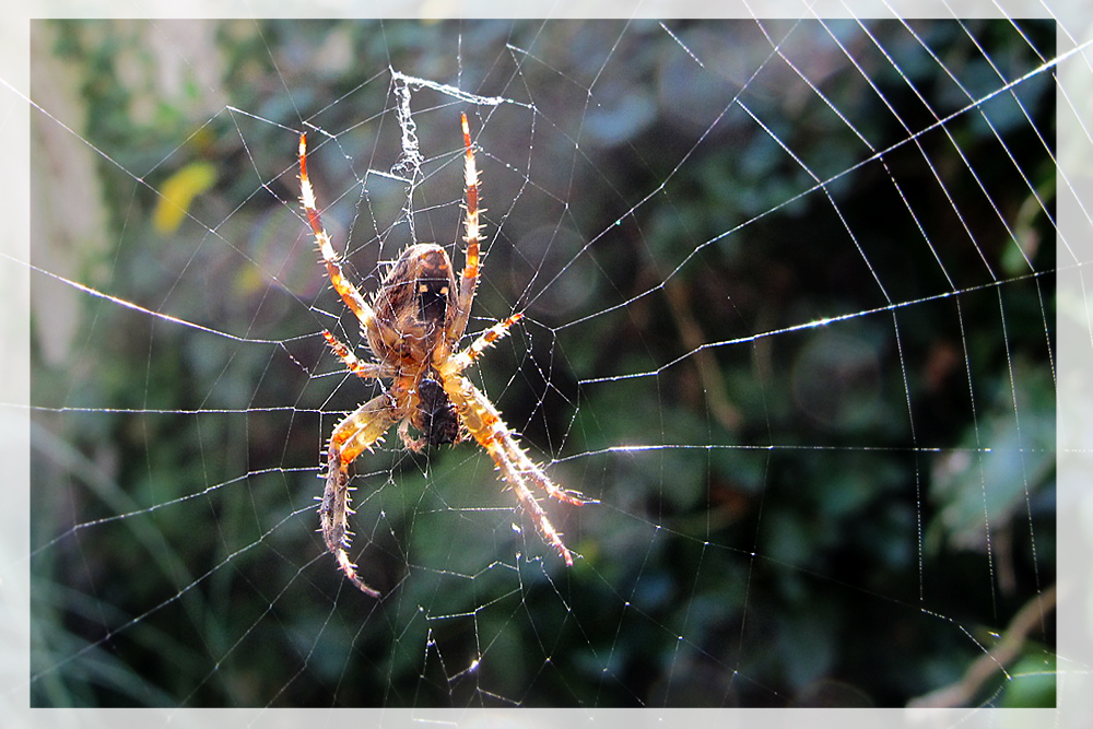 Spinne mit Damenbart