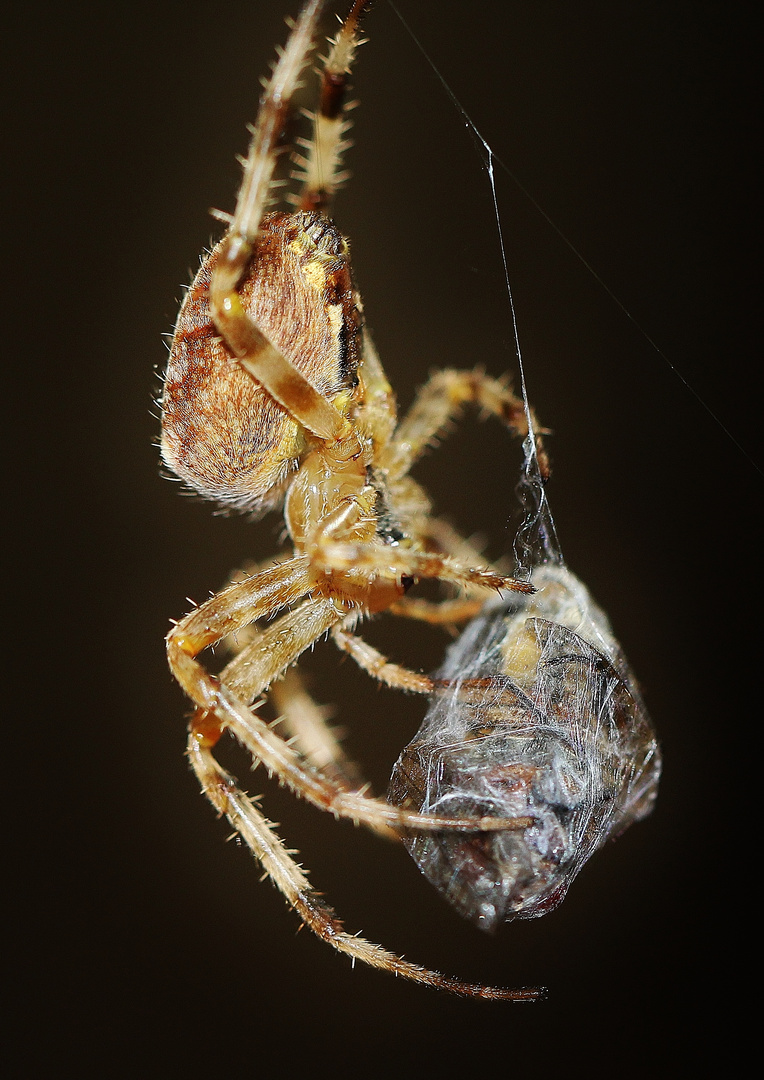 Spinne mit "Doggybag"