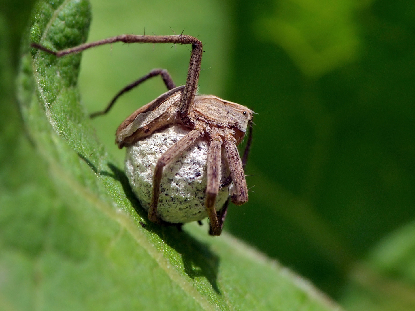 Spinne mit Ei-Kokon