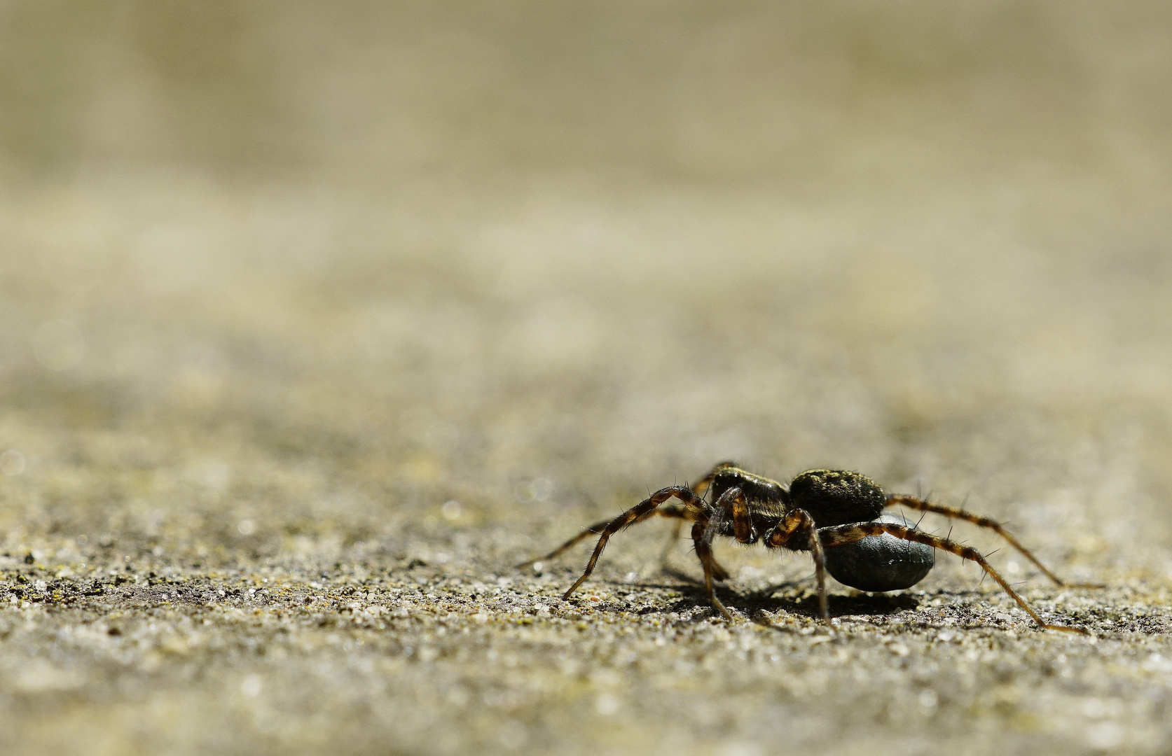 Spinne mit Eikokon.