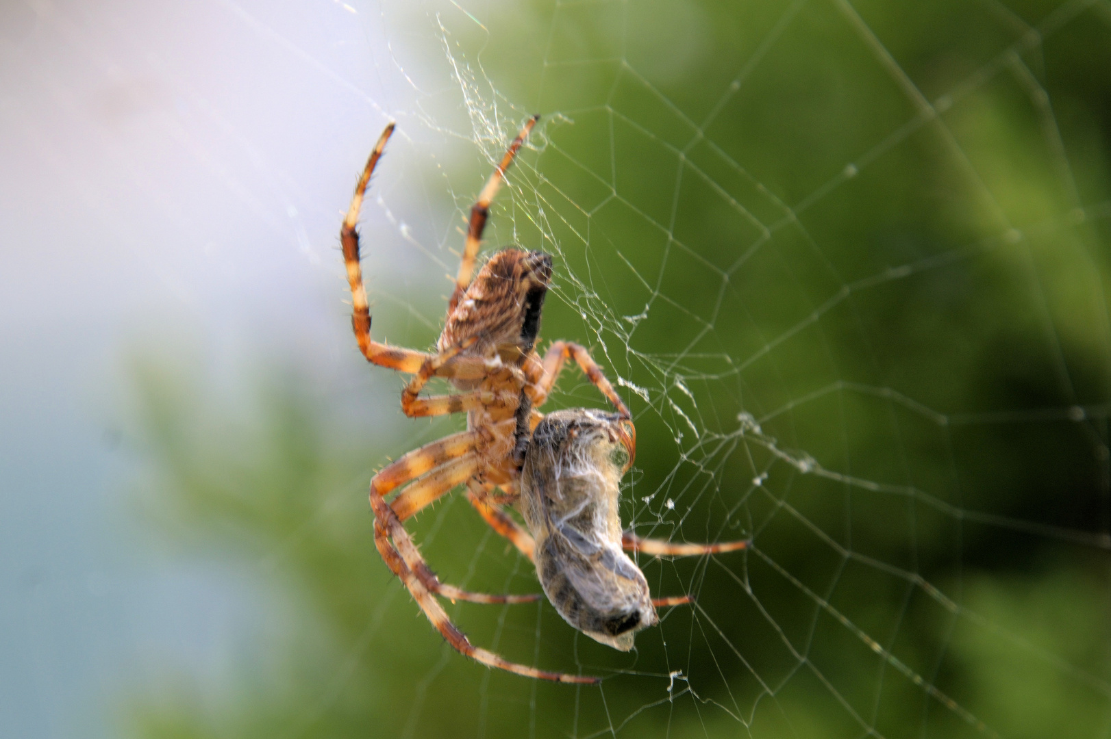 Spinne mit eingewobener Mahlzeit