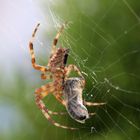 Spinne mit eingewobener Mahlzeit