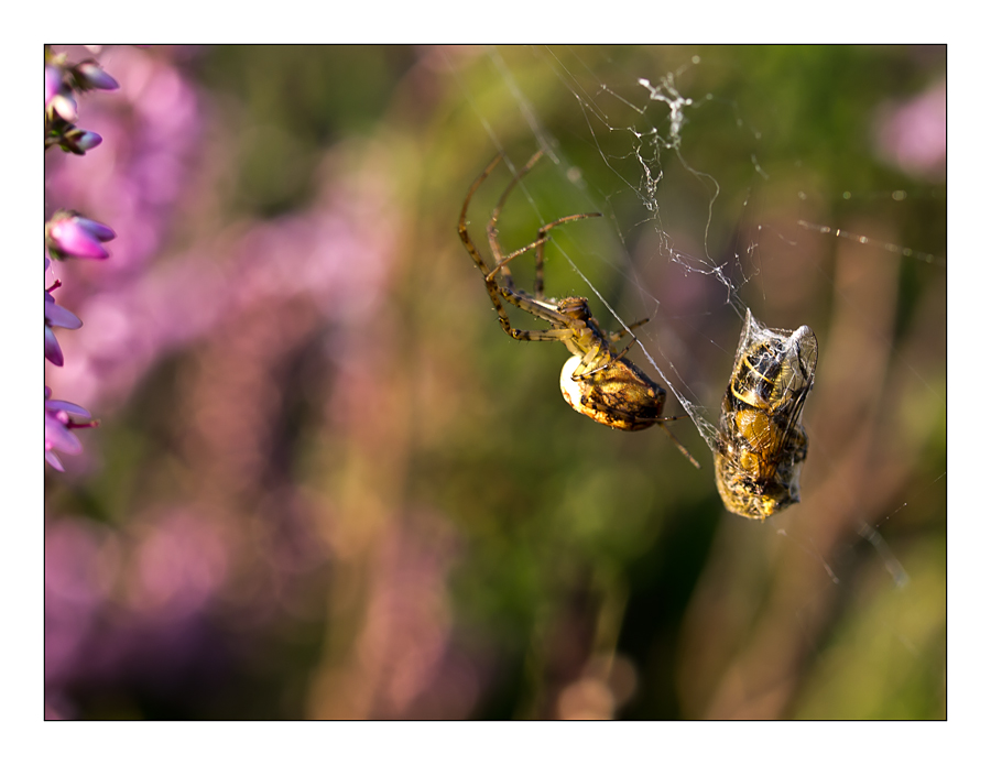 Spinne mit erbeuteter Biene