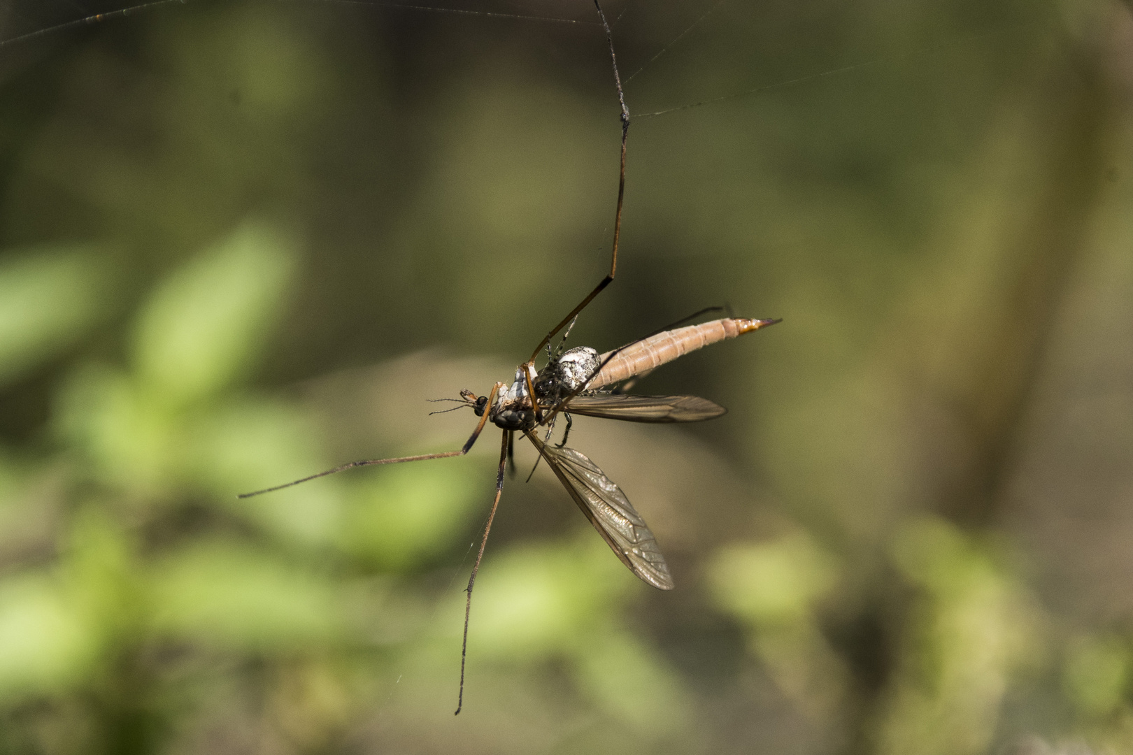 Spinne mit erbeuteter Schnake