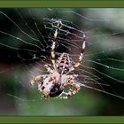 Spinne mit fetter Beute