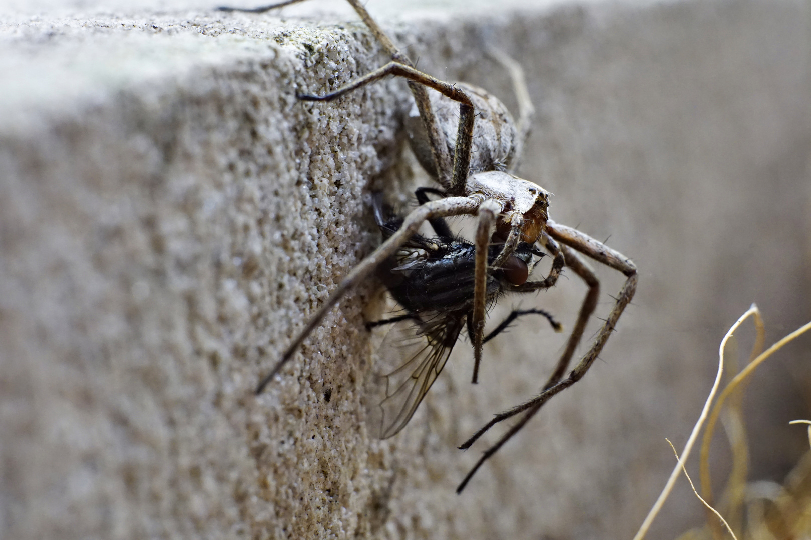 Spinne mit fetter Beute