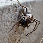 Spinne mit fetter Beute