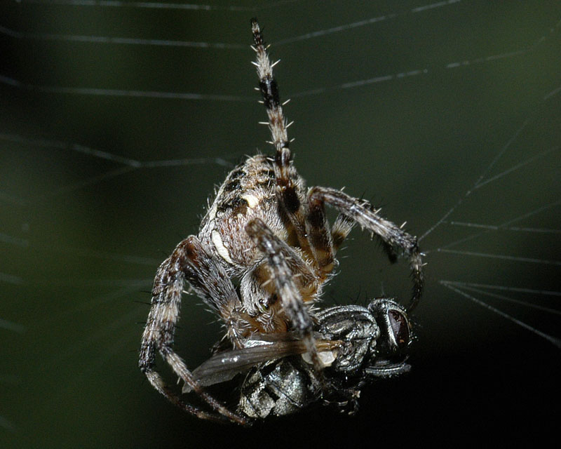 Spinne mit Fliege