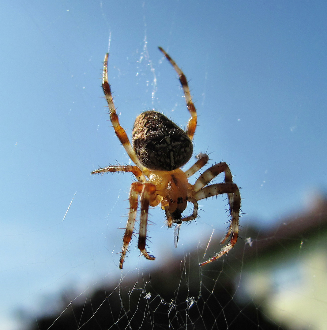 Spinne mit Fliege