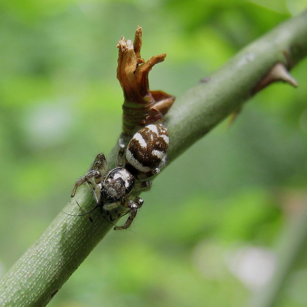 Spinne mit Fühlern