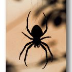 Spinne mit Gedicht (für die Arachnophobiker unter uns...)