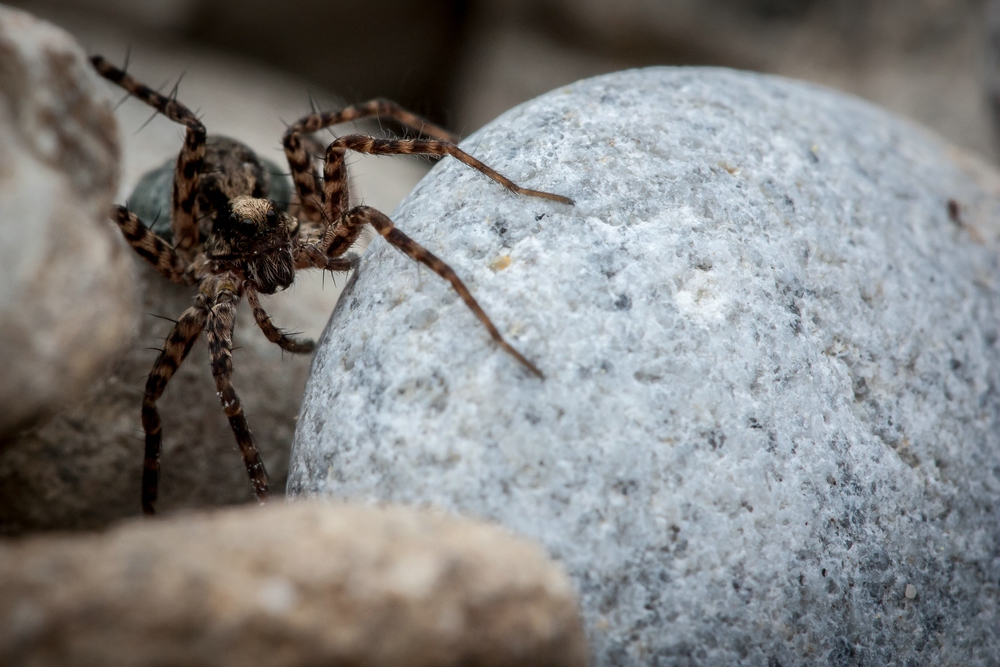 Spinne mit Gepäck