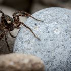 Spinne mit Gepäck