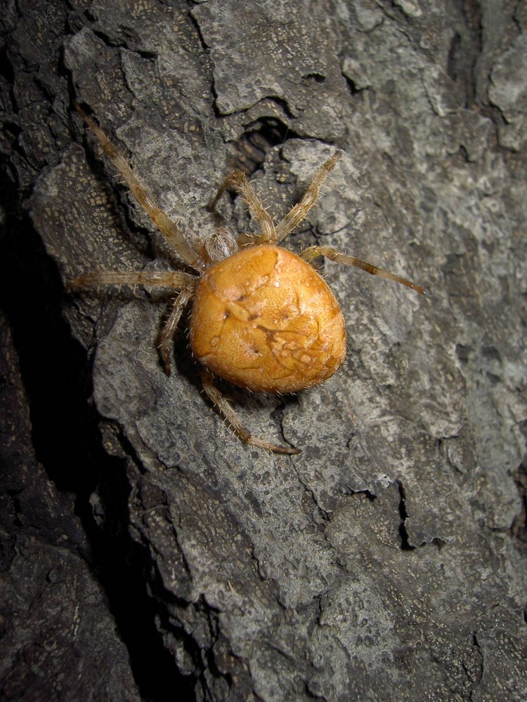 Spinne mit Gesicht