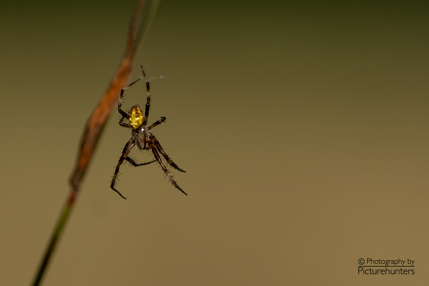 Spinne mit "Goldrücken"