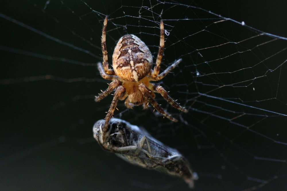 Spinne mit Grashopper