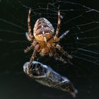 Spinne mit Grashopper