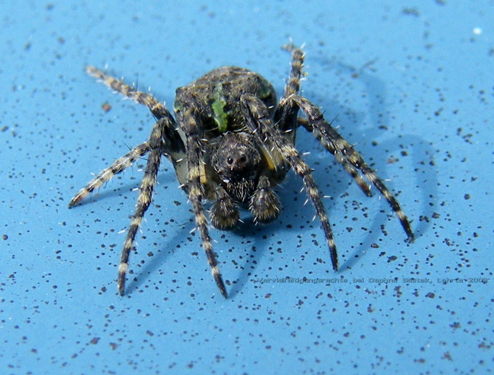 Spinne mit grünen Streifen auf blauem Grund