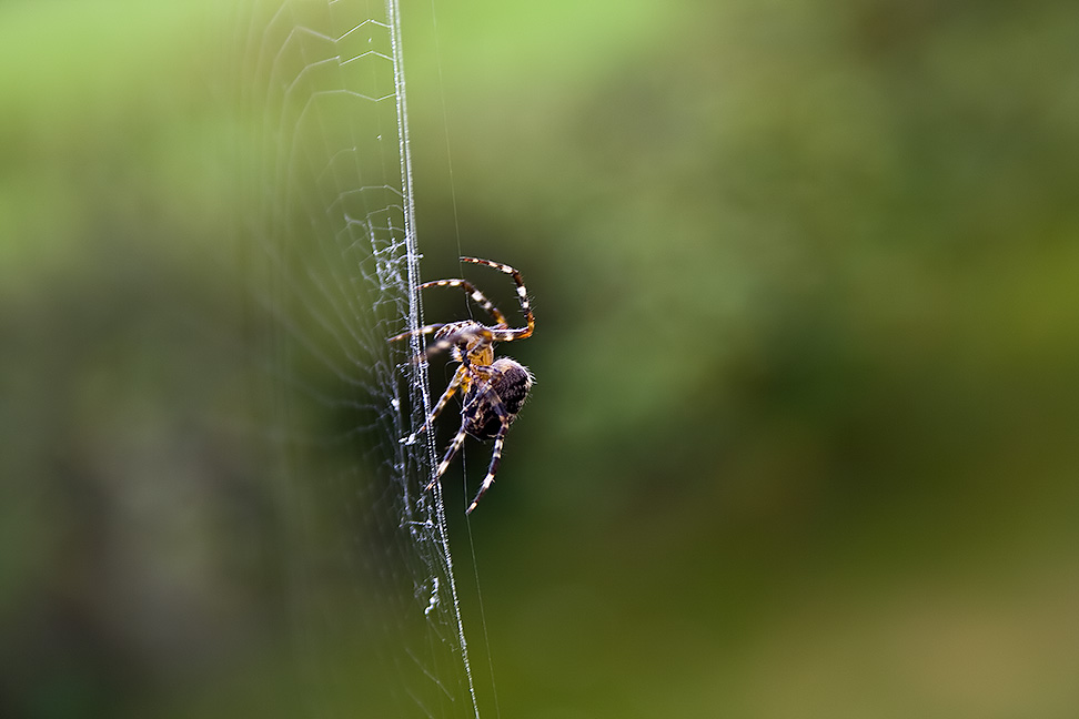 Spinne mit Haaren