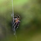 Spinne mit Haaren