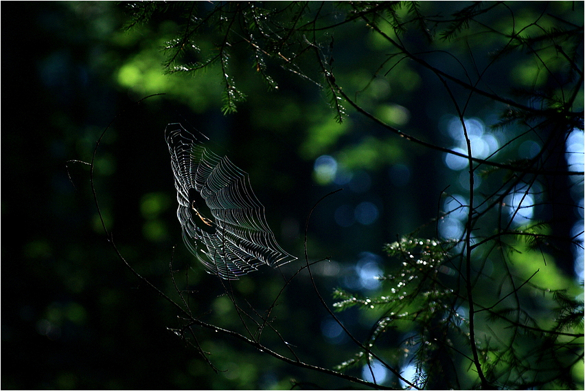 Spinne mit Herz