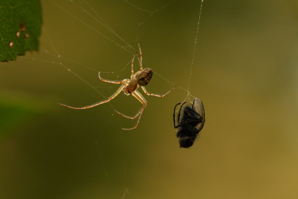 Spinne mit Ihrer Beute