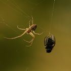 Spinne mit Ihrer Beute