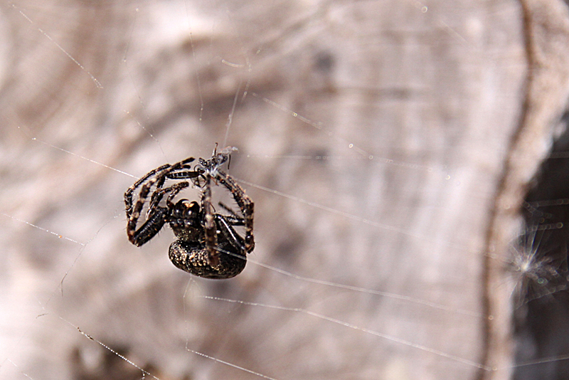 Spinne mit ihrer Beute