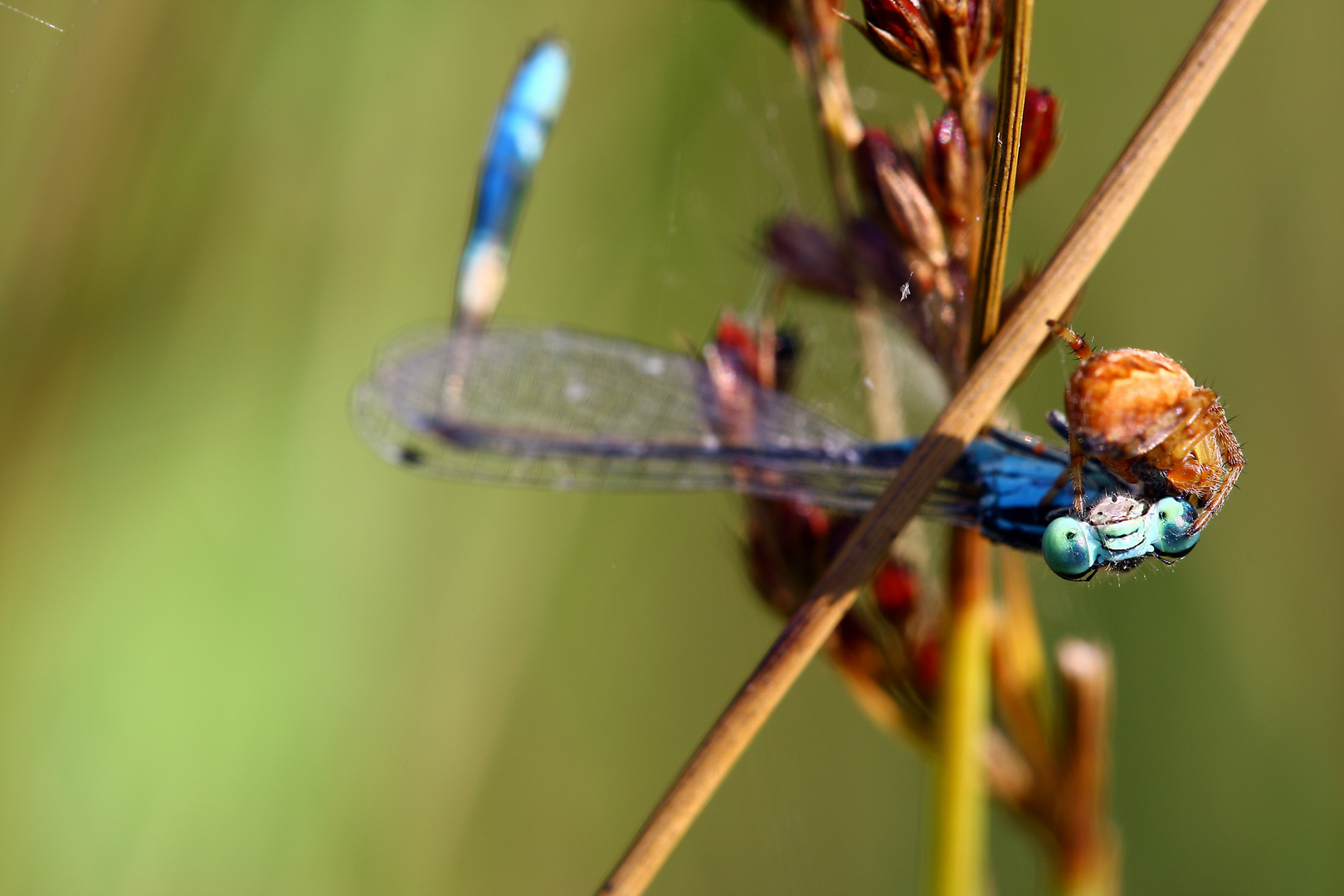 Spinne mit Jagdbeute