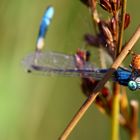 Spinne mit Jagdbeute