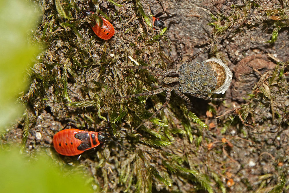 Spinne mit Jungtieren