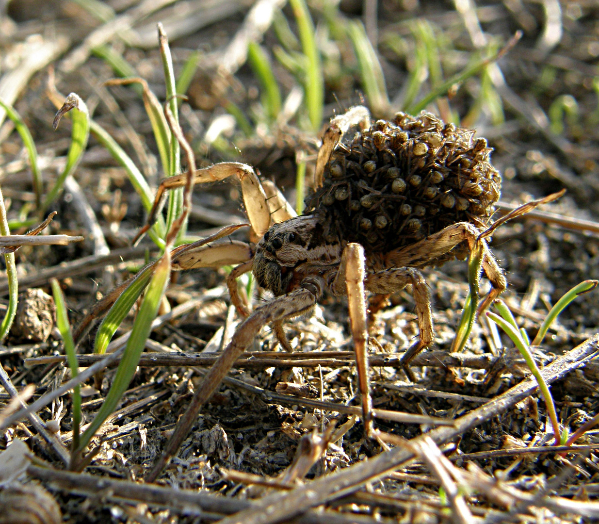 Spinne mit Jungtieren auf dem "Rücken"