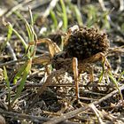 Spinne mit Jungtieren auf dem "Rücken"