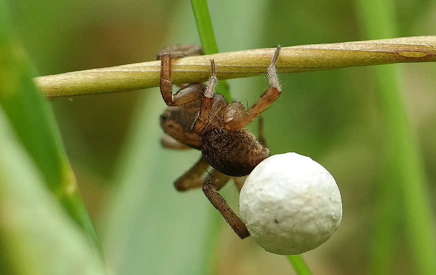 Spinne mit Kinderstube