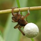 Spinne mit Kinderstube