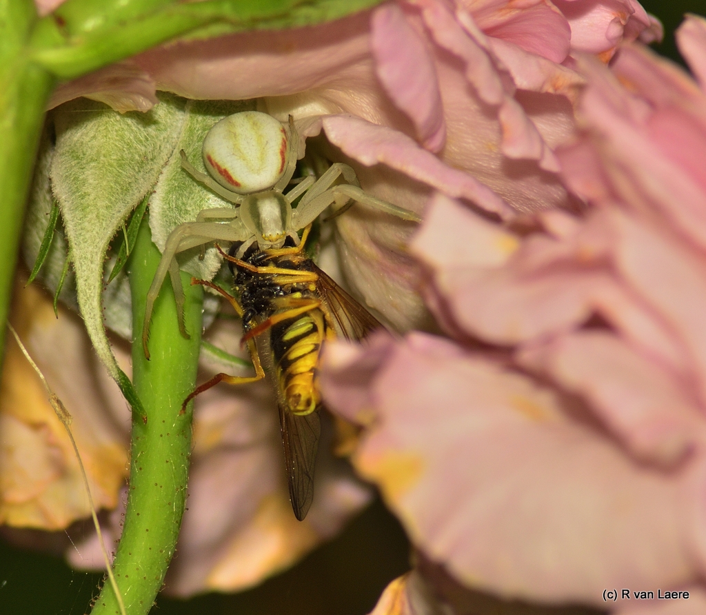 Spinne mit Köder