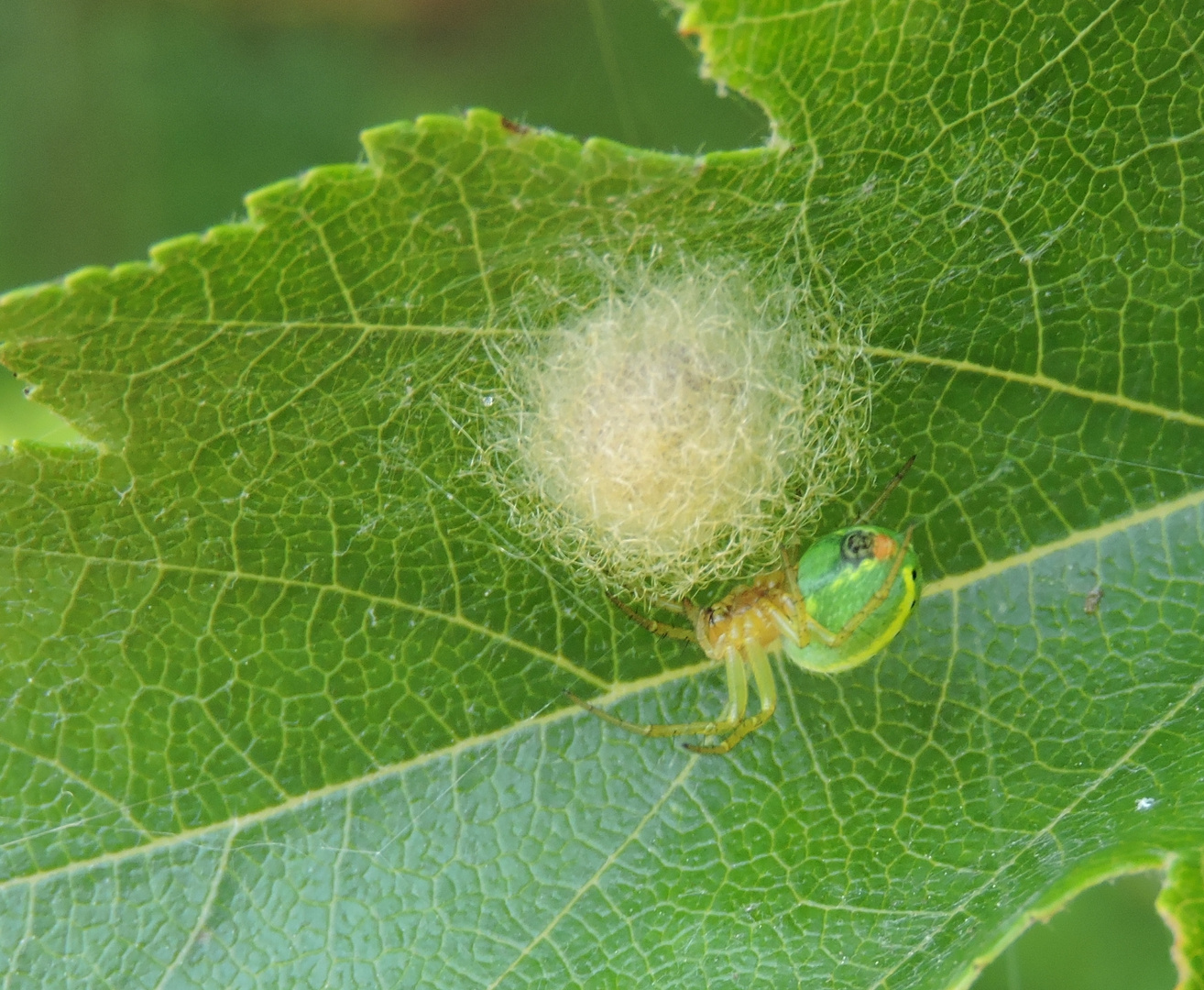 Spinne mit Kokon