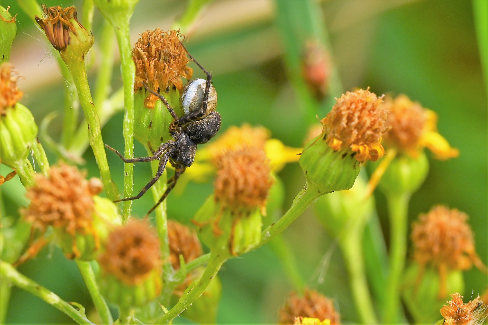 Spinne mit Kokon