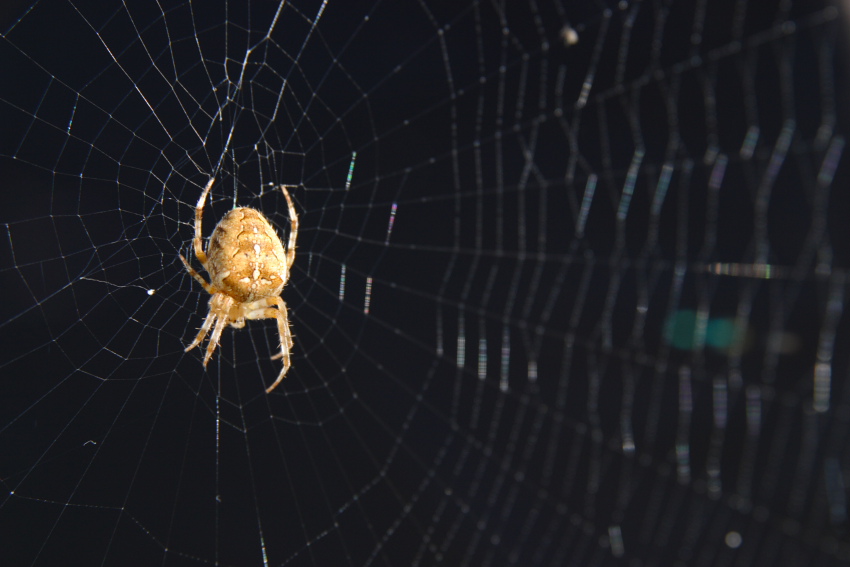 Spinne mit Kreuz im Netz, kopfüber