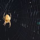 Spinne mit Kreuz im Netz, kopfüber