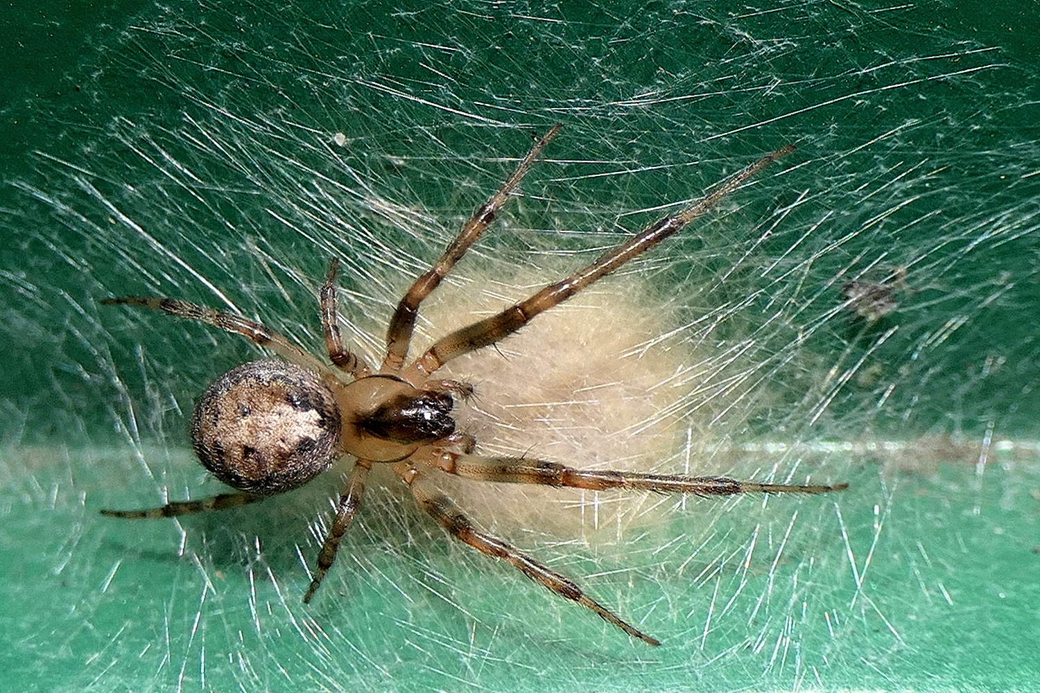 Spinne mit langen Beinen