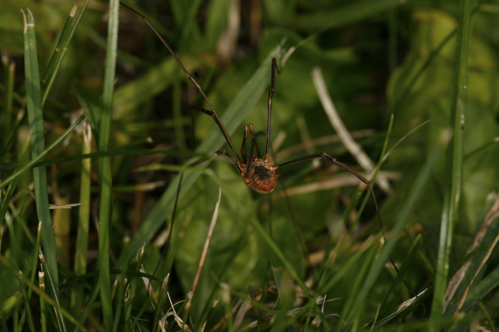 Spinne mit langen Beinen